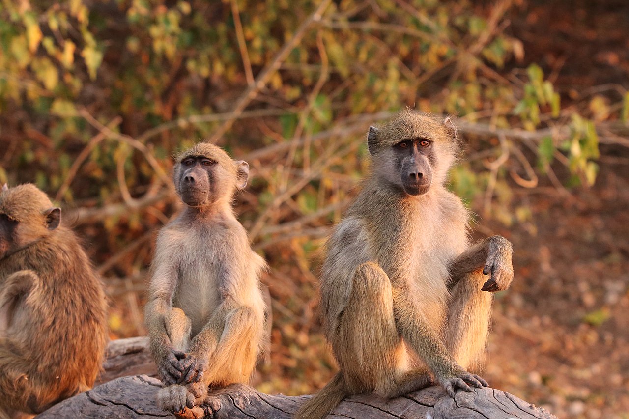 Safari in Chobe National Park, Botswana